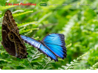 ile-aux-papillons.com Thumbnail