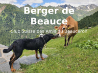 beauceron-club.ch Thumbnail