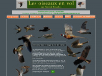 oiseaux-en-vol.com Thumbnail